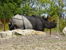 Indian Rhinoceros at the Dierenrijk zoo