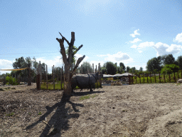 Indian Rhinoceros at the Dierenrijk zoo