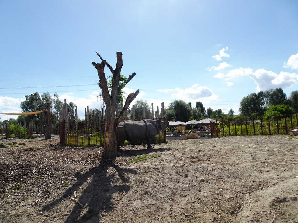 Indian Rhinoceros at the Dierenrijk zoo