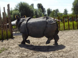 Indian Rhinoceros at the Dierenrijk zoo