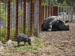 Indian Rhinoceros and Visayan Warty Pig at the Dierenrijk zoo