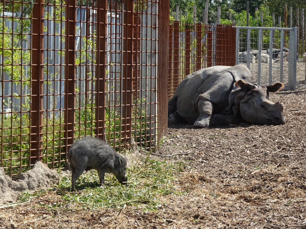 Indian Rhinoceros and Visayan Warty Pig at the Dierenrijk zoo