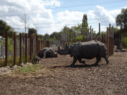 Indian Rhinoceroses and Visayan Warty Pig at the Dierenrijk zoo