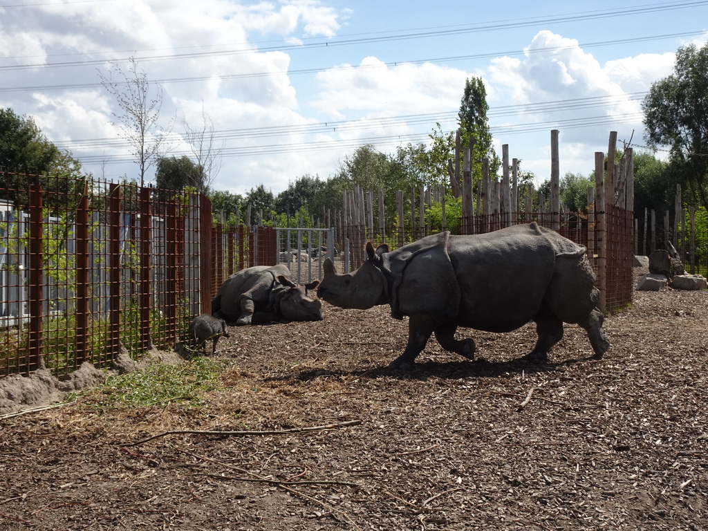 Indian Rhinoceroses and Visayan Warty Pig at the Dierenrijk zoo