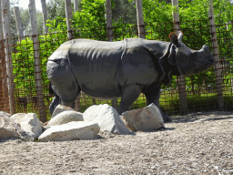 Indian Rhinoceros at the Dierenrijk zoo