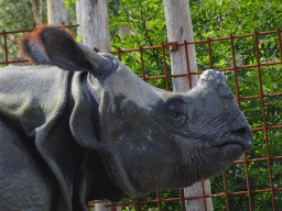 Head of a Indian Rhinoceros at the Dierenrijk zoo