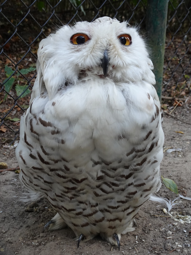 Snowy Owl at the Dierenrijk zoo