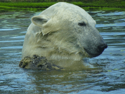 Polar Bear at the Dierenrijk zoo