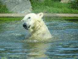 Polar Bear at the Dierenrijk zoo