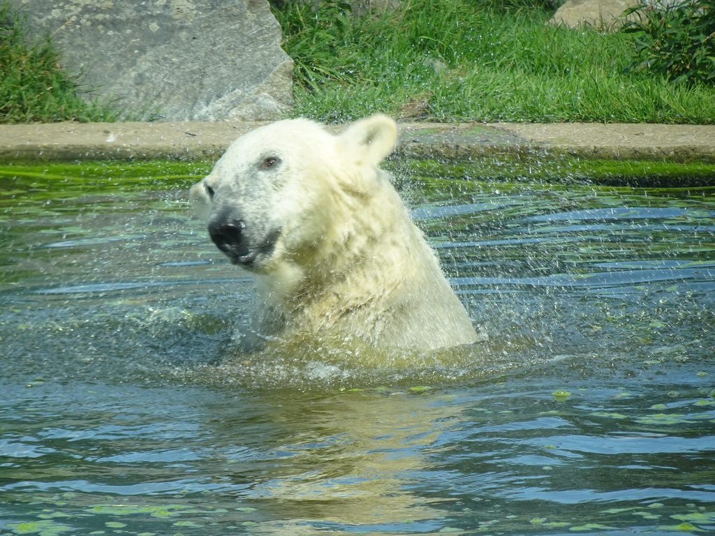 Polar Bear at the Dierenrijk zoo