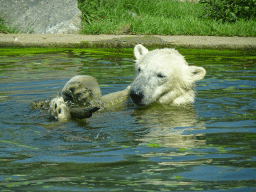 Polar Bear at the Dierenrijk zoo