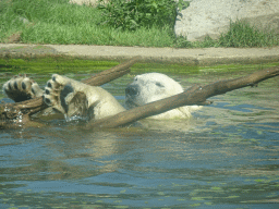 Polar Bear at the Dierenrijk zoo