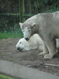 Polar Bears at the Dierenrijk zoo