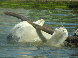 Polar Bear at the Dierenrijk zoo