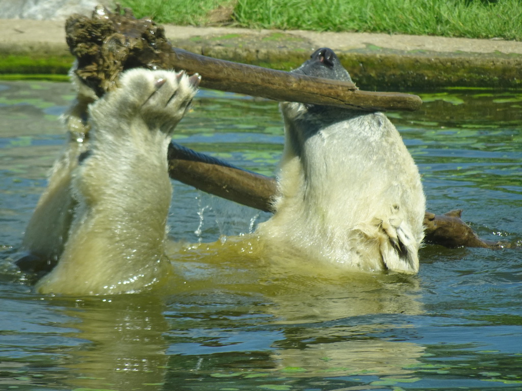 Polar Bear at the Dierenrijk zoo