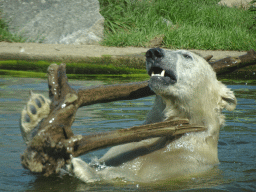 Polar Bear at the Dierenrijk zoo
