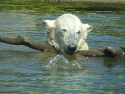 Polar Bear at the Dierenrijk zoo