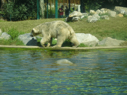 Polar Bears at the Dierenrijk zoo