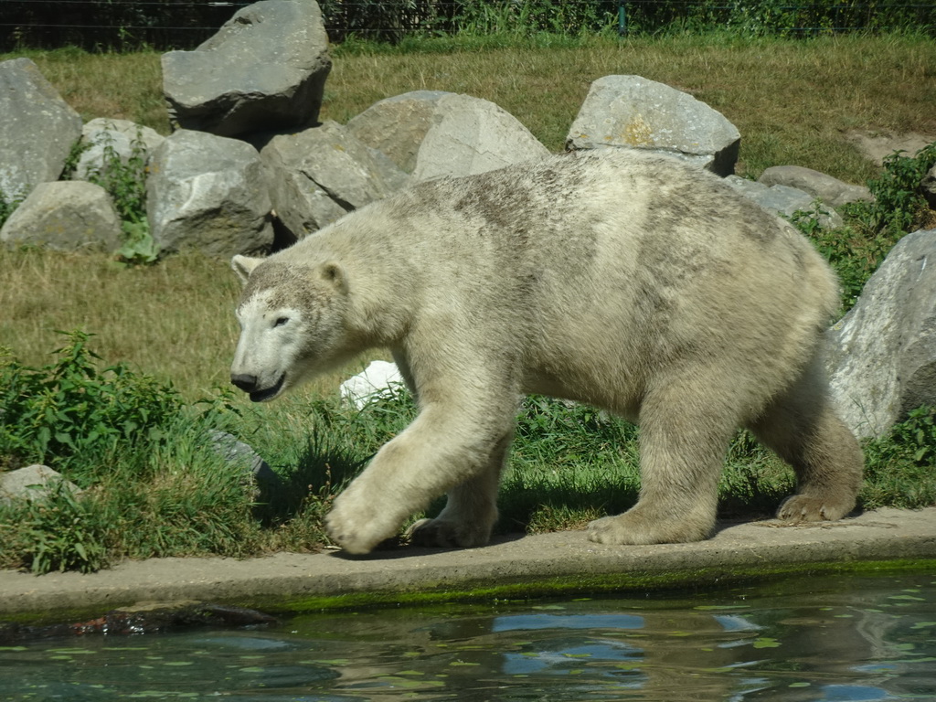 Polar Bear at the Dierenrijk zoo