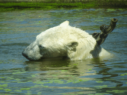 Polar Bear at the Dierenrijk zoo