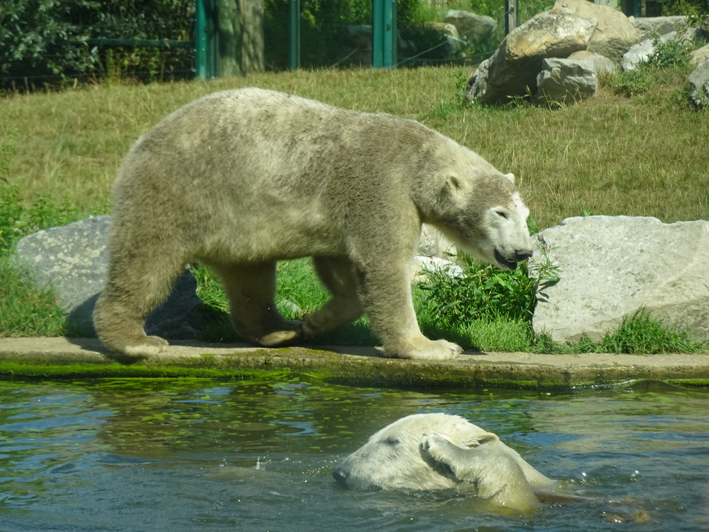Polar Bears at the Dierenrijk zoo