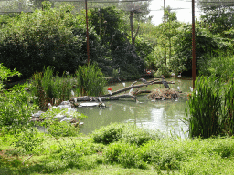 Little Egrits, Goliath Herons, Greater Flamingos and other birds at the Dierenrijk zoo