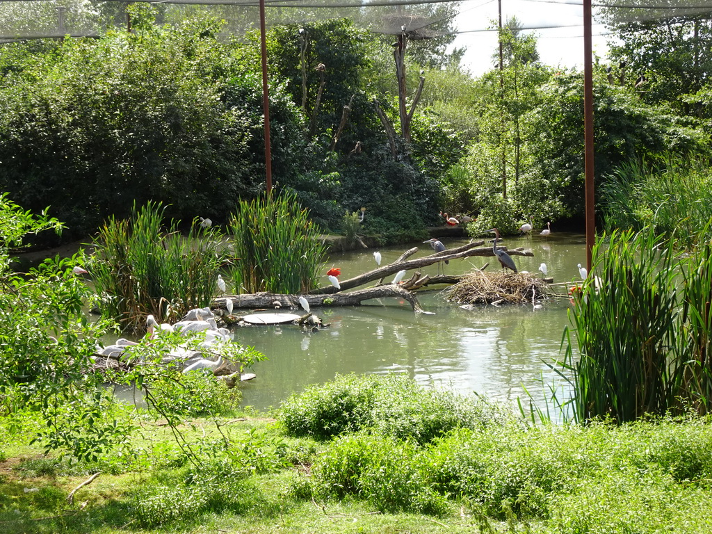 Little Egrits, Goliath Herons, Greater Flamingos and other birds at the Dierenrijk zoo