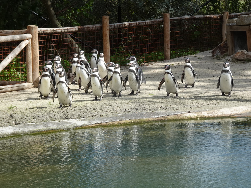 Humboldt Penguins at the Dierenrijk zoo