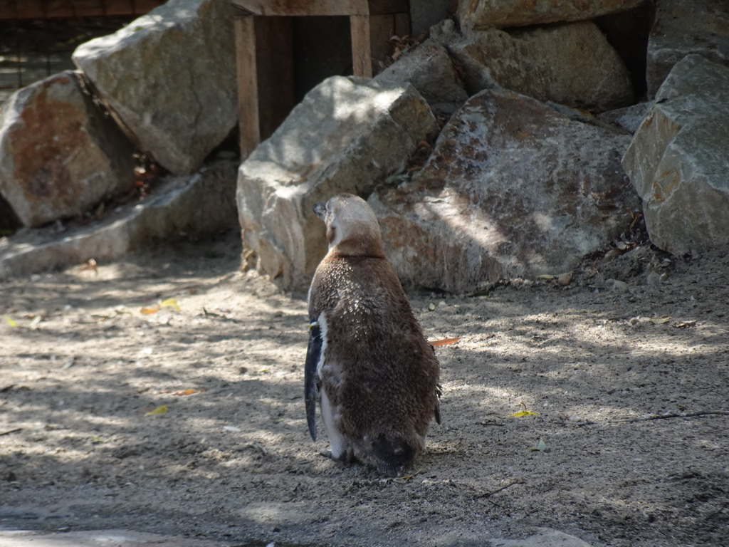 Young Humboldt Penguin at the Dierenrijk zoo