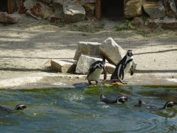 Humboldt Penguins at the Dierenrijk zoo