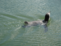 Humboldt Penguin at the Dierenrijk zoo