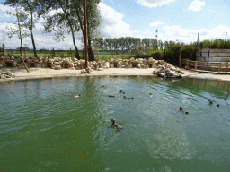 Humboldt Penguins at the Dierenrijk zoo