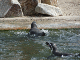 Humboldt Penguins at the Dierenrijk zoo