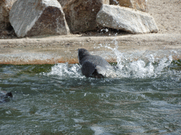 Humboldt Penguin at the Dierenrijk zoo