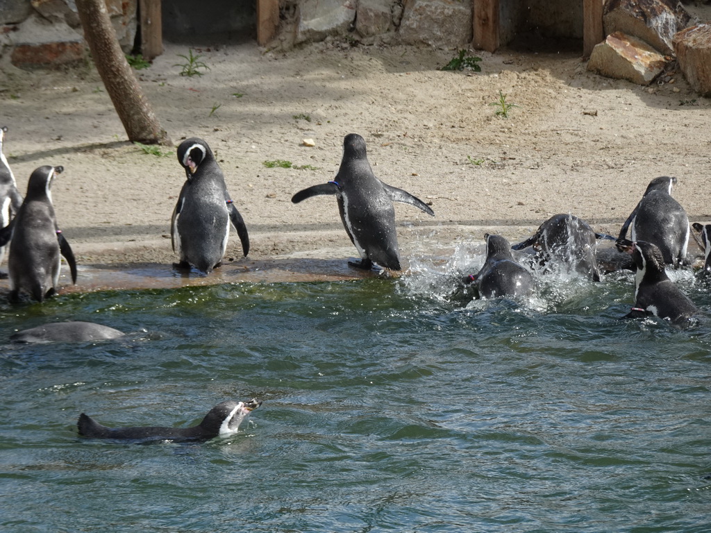 Humboldt Penguins at the Dierenrijk zoo