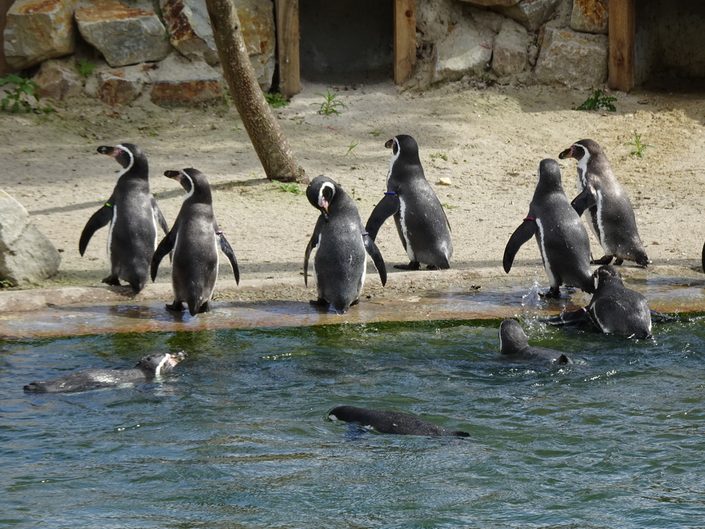 Humboldt Penguins at the Dierenrijk zoo