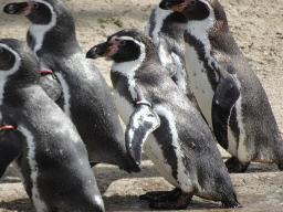 Humboldt Penguins at the Dierenrijk zoo