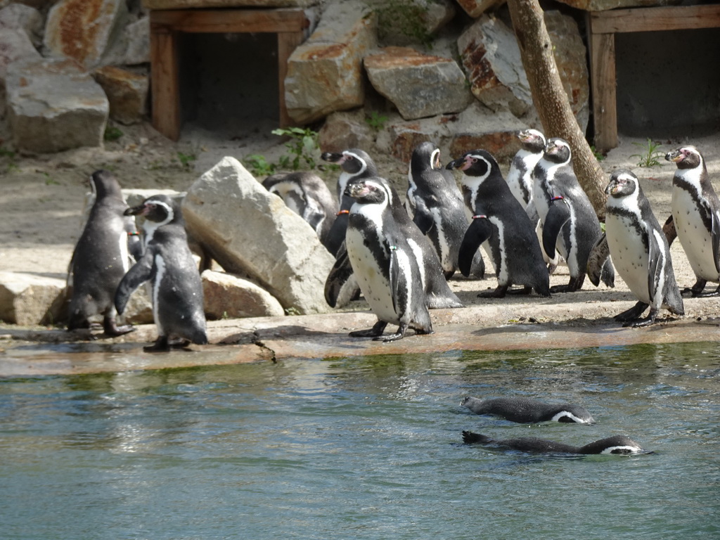 Humboldt Penguins at the Dierenrijk zoo