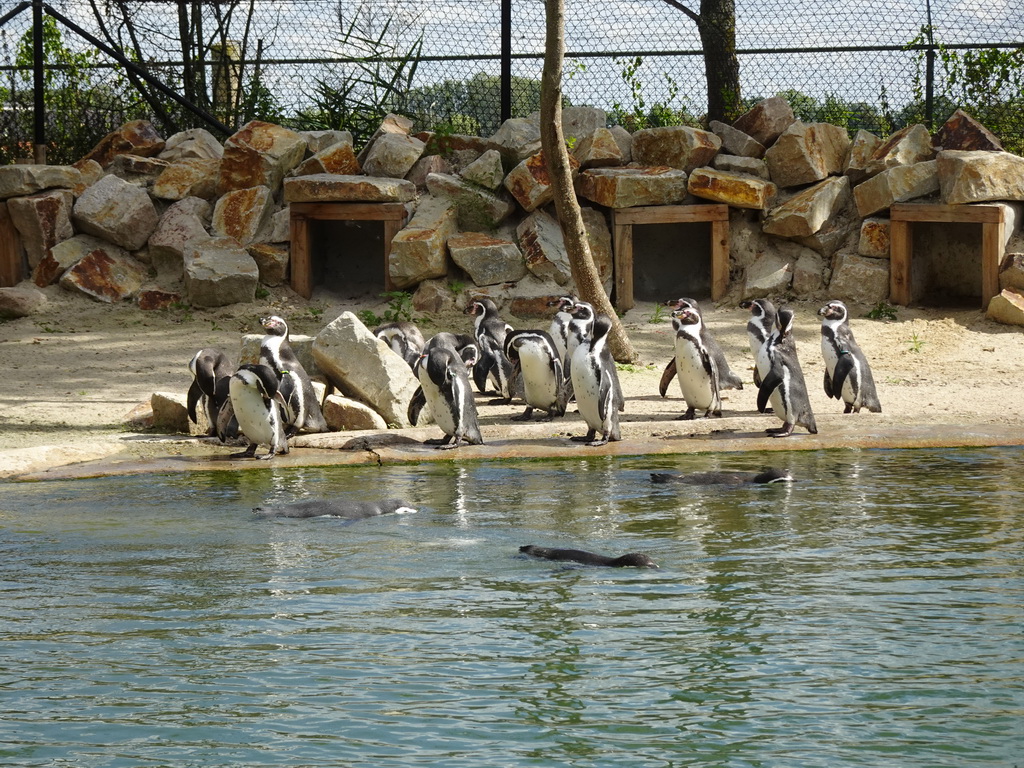 Humboldt Penguins at the Dierenrijk zoo