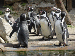 Humboldt Penguins at the Dierenrijk zoo