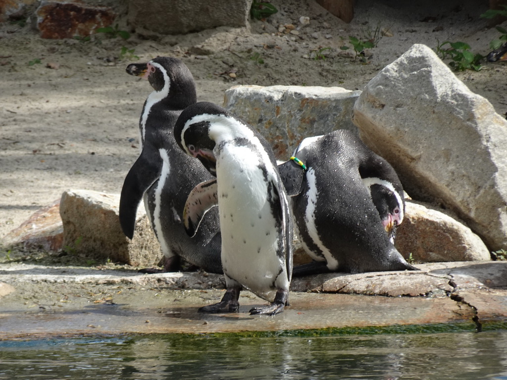 Humboldt Penguins at the Dierenrijk zoo