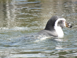 Humboldt Penguin at the Dierenrijk zoo