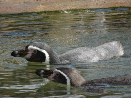 Humboldt Penguins at the Dierenrijk zoo