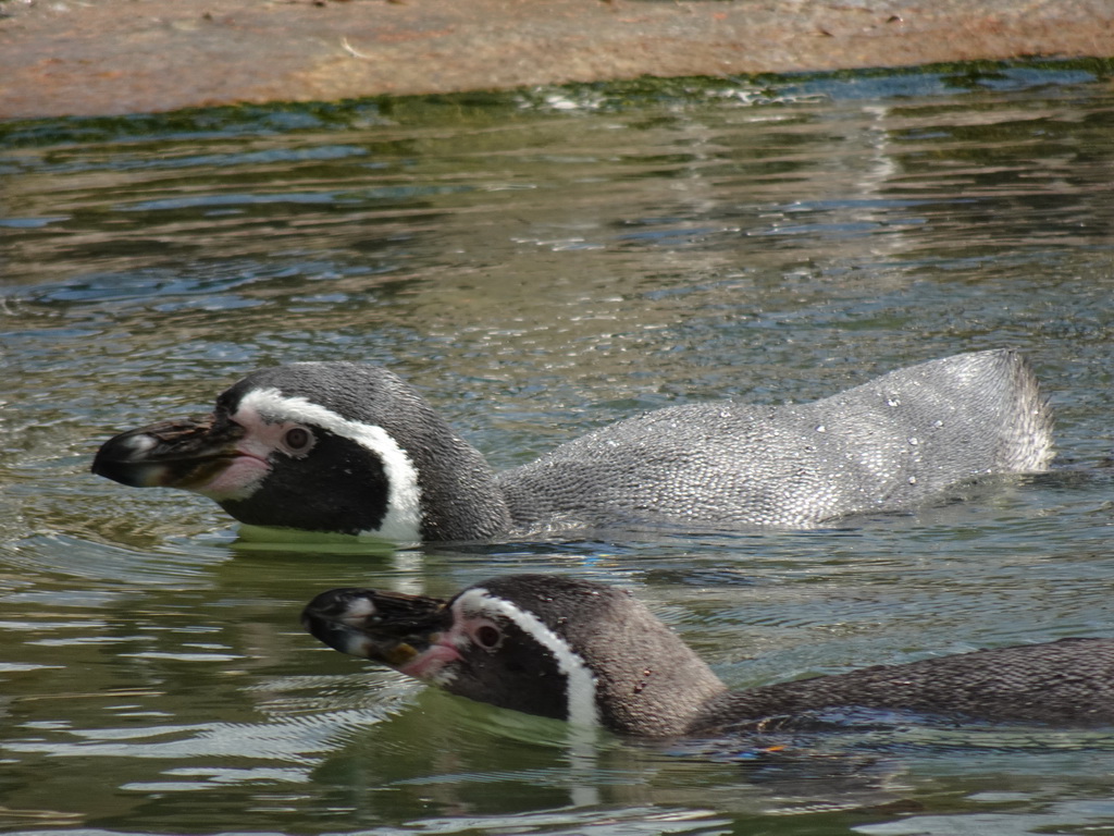 Humboldt Penguins at the Dierenrijk zoo