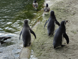 Humboldt Penguins at the Dierenrijk zoo