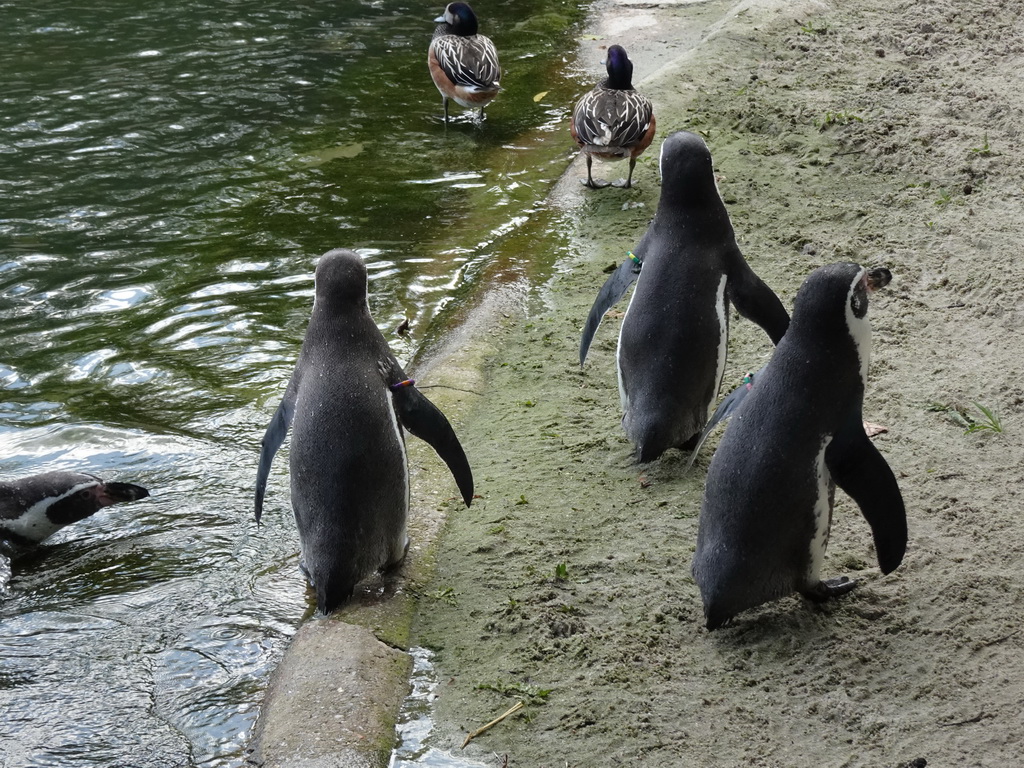 Humboldt Penguins at the Dierenrijk zoo