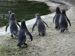 Humboldt Penguins at the Dierenrijk zoo