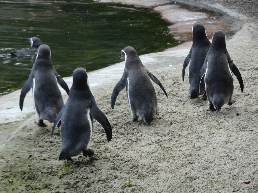 Humboldt Penguins at the Dierenrijk zoo