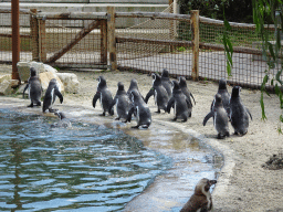 Humboldt Penguins at the Dierenrijk zoo