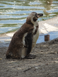 Young Humboldt Penguin at the Dierenrijk zoo